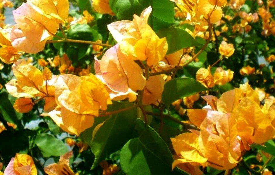 Bougainvillea Starter Plant - Small Well-Rooted California Gold Variety - Vibrant Golden-Yellow Bracts - Bougainvillea glabra