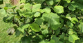 American Hazelnut Tree Plants Set of 2, Bare Root, Corylus americana, Edible Nuts, Hardy Shrubs for Garden