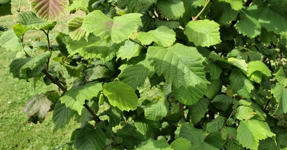 American Hazelnut Tree Plants Set of 2, Bare Root, Corylus americana, Edible Nuts, Hardy Shrubs for Garden