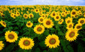 Autumn Beauty Sunflower Seeds 100 Pack, Helianthus annuus Colorful Garden Flowers for Pollinators
