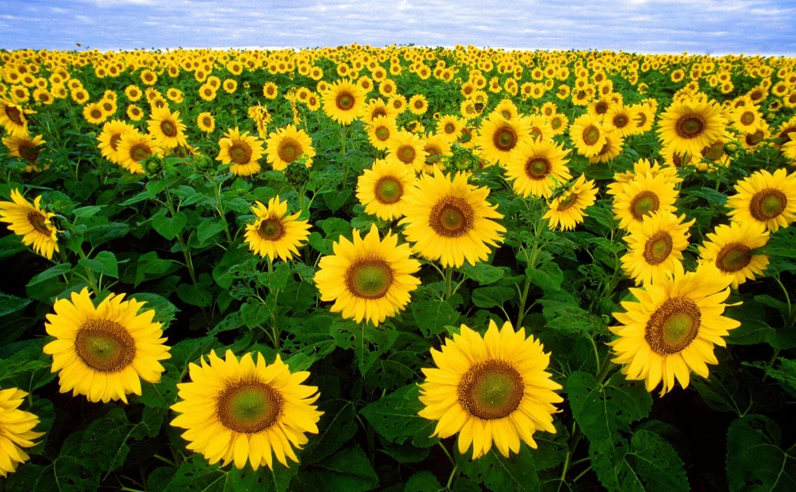 Autumn Beauty Sunflower Seeds 100 Pack, Helianthus annuus Colorful Garden Flowers for Pollinators