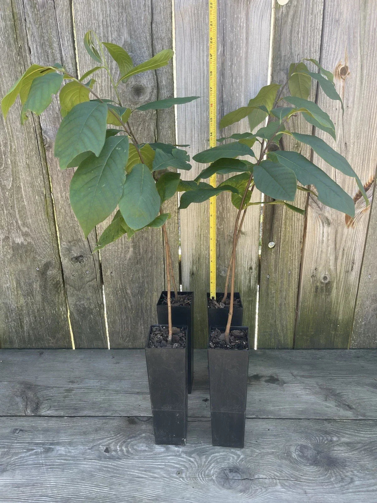 Potted Pawpaw Tree 4 Years Old Asimina triloba Ready to Plant, Fruit Tree, Edible Native Plant