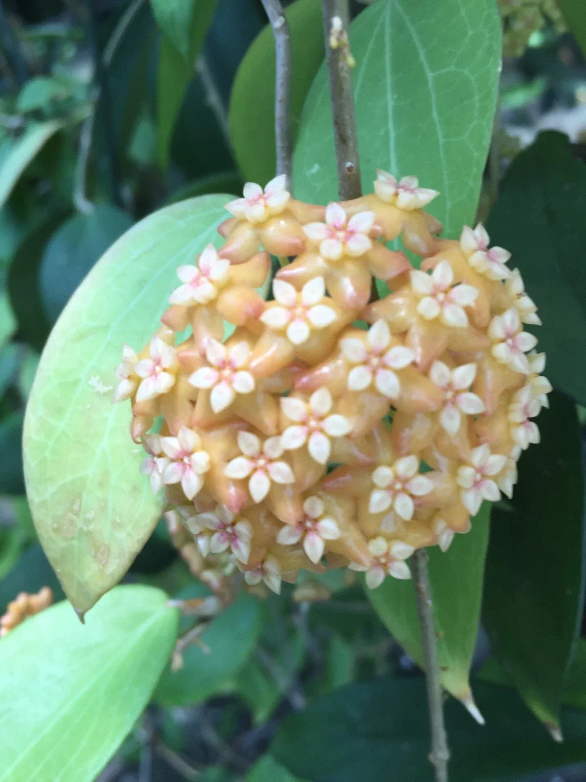 Hoya aff. fitchii Houseplants, Trailing Indoor Plants, 2.5" Pots, Evergreen Perennial, Low Light Tolerance, Air-Purifying