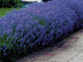 Lavender Seeds 50 Pack - English Lavender (Lavandula angustifolia) for Perfumes, Dried Arrangements, Air Fresheners