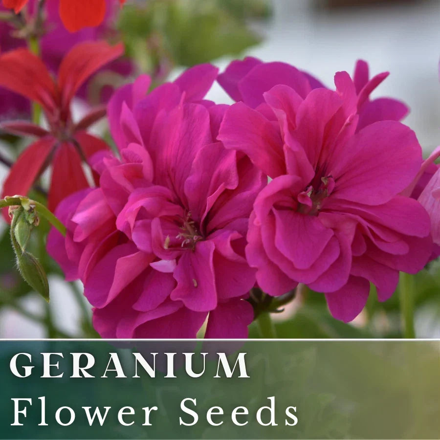 Geranium Seeds - Berry Quartz Pink & Purple Fragrant Pelargonium zonale Non-GMO Seed Pack