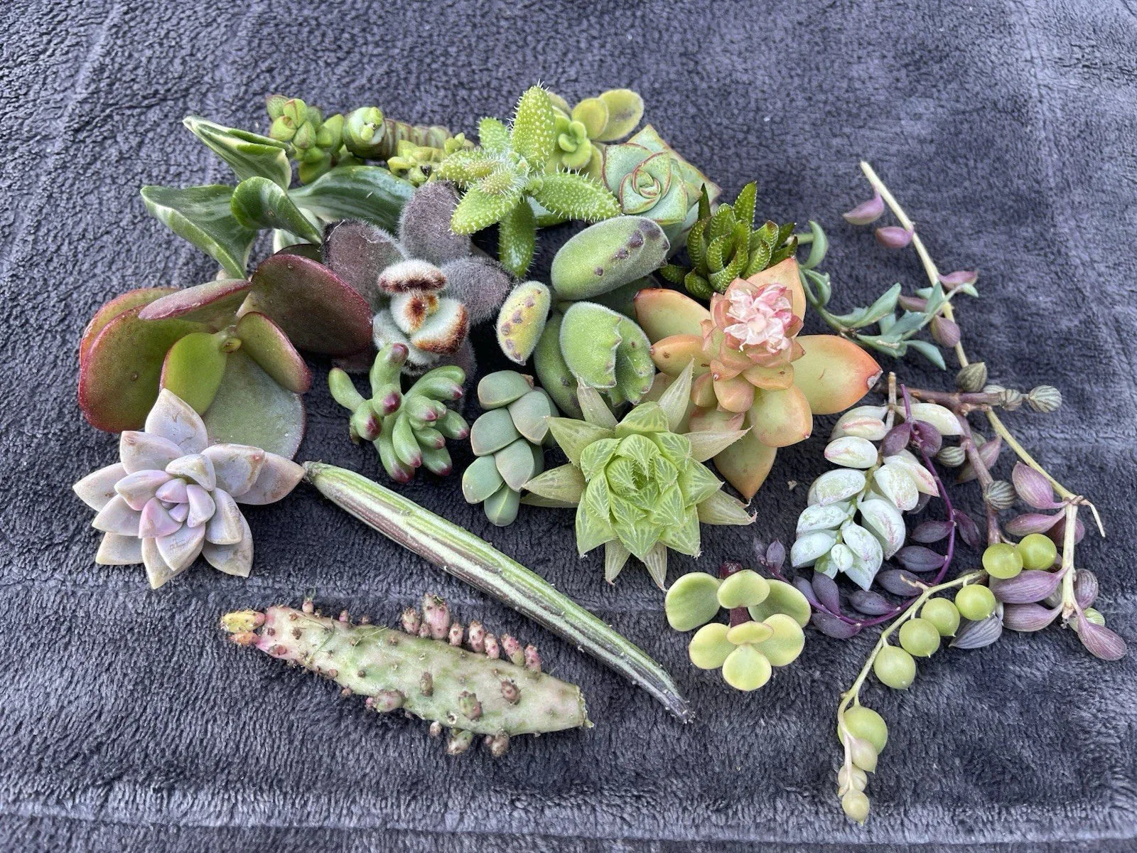Assorted Succulent Cuttings Pack | 25 Varieties for DIY Plant Projects | Home Decor & Terrarium Gardening