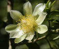 Rare Pereskia aculeata Gold Variegated Cactus Plant in 6" Pot - Unique Variegata Variety