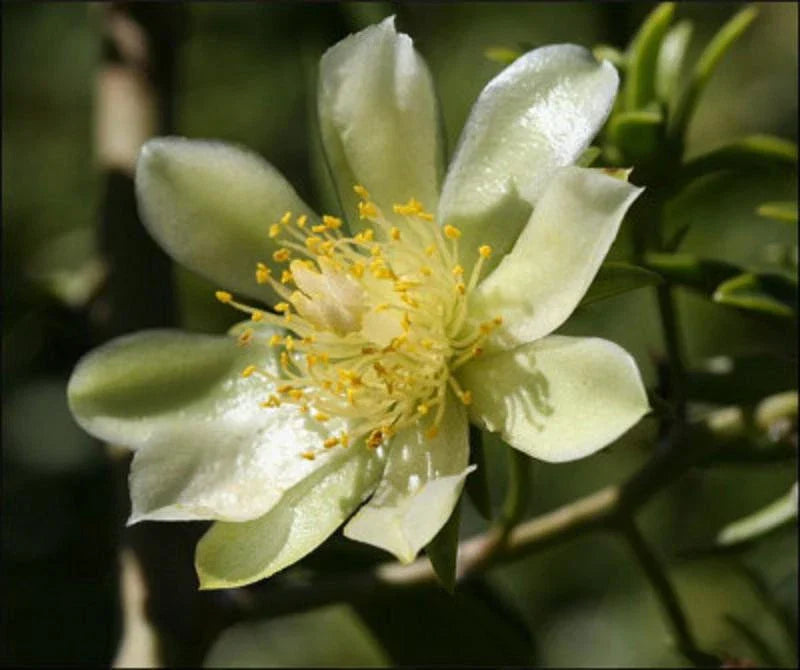 Rare Pereskia aculeata Gold Variegated Cactus Plant in 6" Pot - Unique Variegata Variety