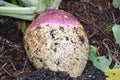 Rutabaga Seeds 500 Count - American Purple Top Heirloom Non-GMO Brassica napus for Fall & Winter Harvest