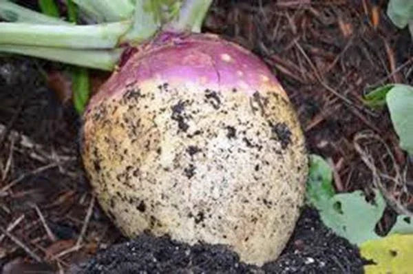 Rutabaga Seeds 500 Count - American Purple Top Heirloom Non-GMO Brassica napus for Fall & Winter Harvest