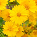 Lanceleaf Coreopsis Seeds - 50+ Bright Yellow Flowers - Coreopsis lanceolata - Perennial Wildflower for Garden, Borders & Pollinators