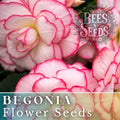 Pearl Aura Begonia Seeds - Non-GMO Flower Seeds for Indoor & Outdoor Gardening - Begonia x tuberhybrida, Pink & White