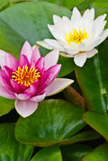 Mini Dwarf Water Lily Lot of 2 - Pink & White Bare Root Nymphaea for Pond & Garden