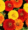 Zinnia Seeds - Lava Lamp Variety - Colorful Flowers for Garden, Cut Flowers & Pollinator Attractant - Zinnia elegans