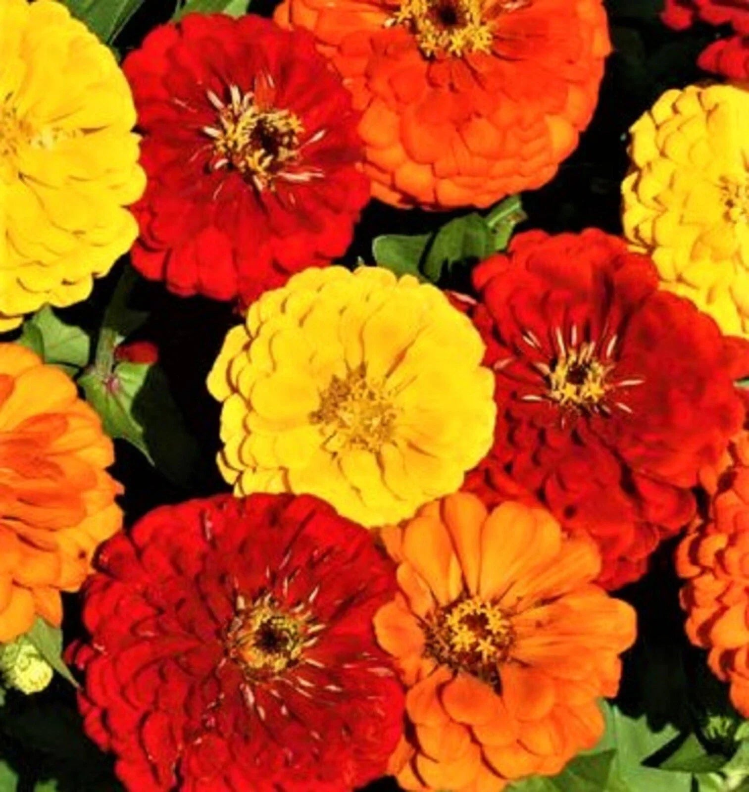 Zinnia Seeds - Lava Lamp Variety - Colorful Flowers for Garden, Cut Flowers & Pollinator Attractant - Zinnia elegans