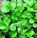 Upland Cress Microgreen Seeds - Non-GMO, 500+ Seeds for Indoor & Outdoor Gardening - Lepidium sativum