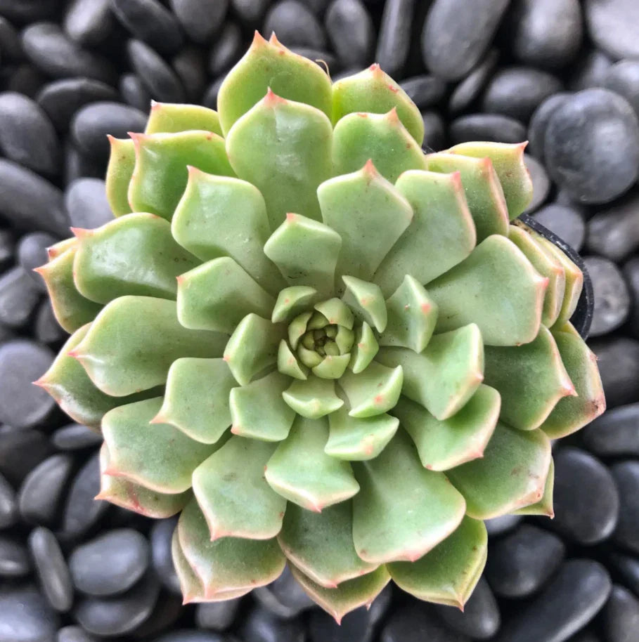 Graptoveria Olivia Succulent Plant 2-Inch Pot, Drought-Tolerant Indoor Houseplant, Echeveria Hybrid, Rosette Succulent