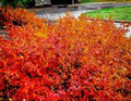 Konza Fragrant Sumac Seeds - 20 Pack, Rhus aromatica 'Konza', Aromatic Shrub Seeds, Native North American Plant, Drought Tolerant, Fall Foliage