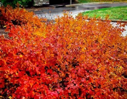 Konza Fragrant Sumac Seeds - 20 Pack, Rhus aromatica 'Konza', Aromatic Shrub Seeds, Native North American Plant, Drought Tolerant, Fall Foliage