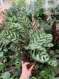 Calathea Makoyana Peacock Plant - Rooted in 6-Inch Pot Indoor Tropical Houseplant, Pet-Friendly, Air-Purifying