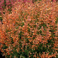 Orange Hyssop Seeds - Agastache aurantiaca Perennial Flower Seeds for Garden, Borders, Containers - 100 Pack