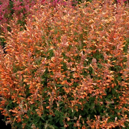Orange Hyssop Seeds - Agastache aurantiaca Perennial Flower Seeds for Garden, Borders, Containers - 100 Pack