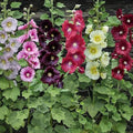 Hollyhock Seeds Mixed Colors 250+ Alcea rosea Long Blooming Perennial Planting Seeds