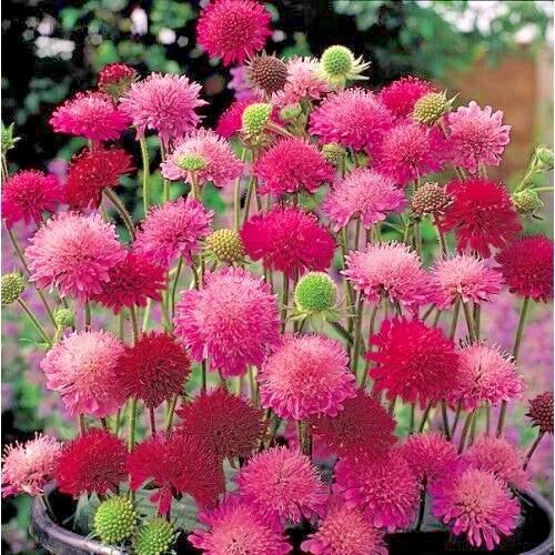 Knautia Pincushion Flowers Seeds 118 Mixed Colors Red Pink Lavender Easy to Grow Knautia macedonica
