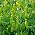 Oregon Sugar Pod Pea Seeds - 50+ Non-GMO Heirloom Sweet & Crisp Pisum sativum for Home Gardens