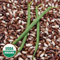 Organic Painted Pony Beans Seeds - Heirloom, Stringless, Bush Snap & Dry, Multicolored Pods, Phaseolus vulgaris, 10 Seeds