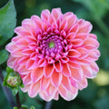 Daisy Duke Dahlia Seeds - 25 Perennial Flower Seeds for Vibrant Blooms - Dahlia pinnata
