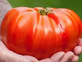 Beefsteak Tomato Seeds 120+ Count Organic Heirloom Non-GMO Solanum lycopersicum for Home Gardening