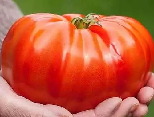 Beefsteak Tomato Seeds 120+ Count Organic Heirloom Non-GMO Solanum lycopersicum for Home Gardening