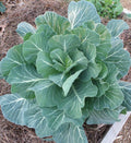 Georgia Collard Seeds - Non-GMO Brassica oleracea var. viridis for Vegetable Garden Planting