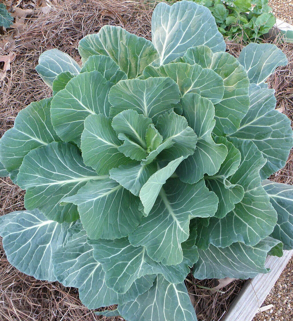 Georgia Collard Seeds - Non-GMO Brassica oleracea var. viridis for Vegetable Garden Planting