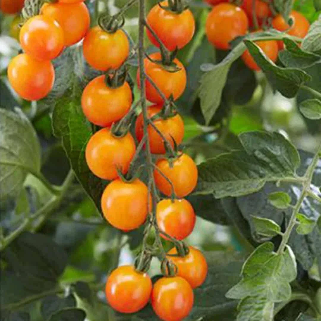 Sweet Mandarin Cherry Tomato Seeds - Organic, Non-GMO, Heirloom, Solanum lycopersicum, Pack of 100