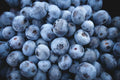 Highbush Blueberry Seeds - Organic Vaccinium corymbosum for Home Gardening, 200 Count, Juicy Blueberries, Easy to Grow