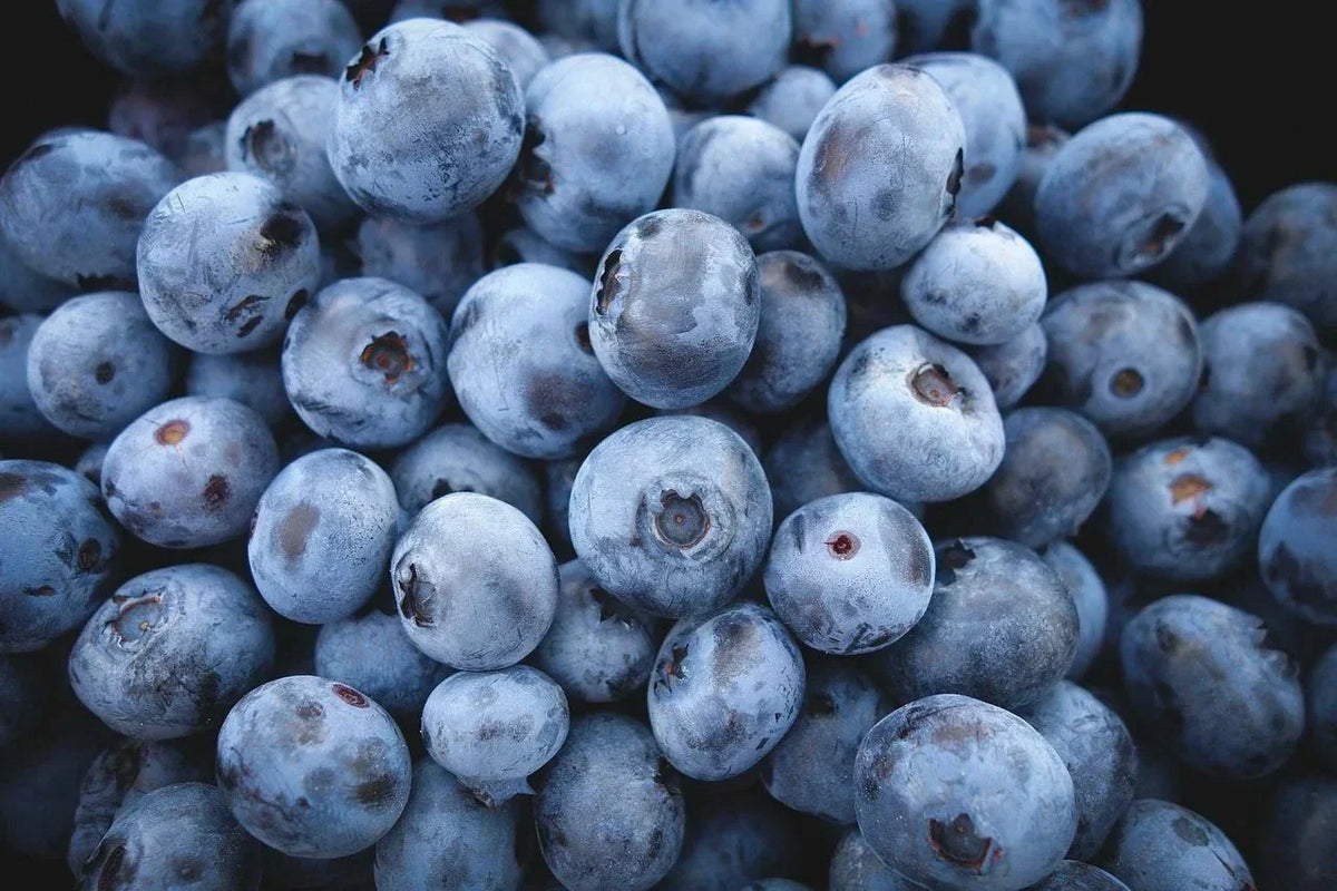 Highbush Blueberry Seeds - Organic Vaccinium corymbosum for Home Gardening, 200 Count, Juicy Blueberries, Easy to Grow