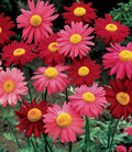 Robinsons Giant Mix Painted Daisy Seeds - 200+ Count, Colorful Garden Flowers, Leucanthemum x superbum, Easy to Grow