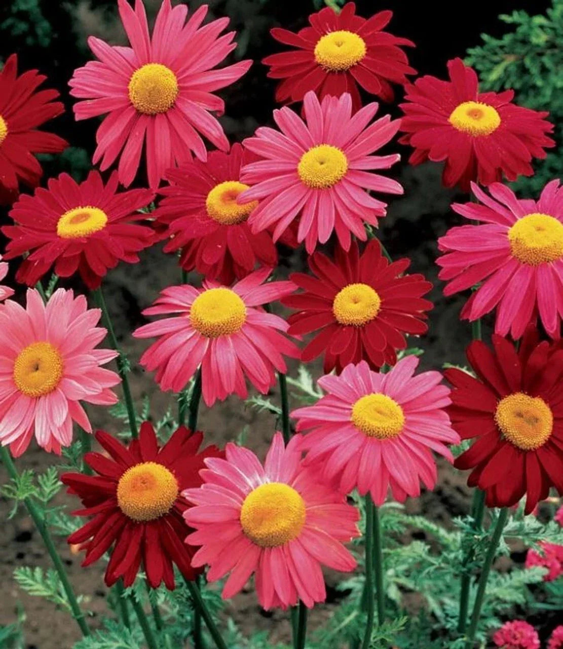 Robinsons Giant Mix Painted Daisy Seeds - 200+ Count, Colorful Garden Flowers, Leucanthemum x superbum, Easy to Grow
