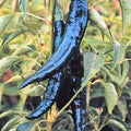 Pasilla Bajio Chilaca Pepper Seeds - Heirloom Non-GMO Capsicum annuum for Home Garden, Spicy Peppers, Salsa & Cooking