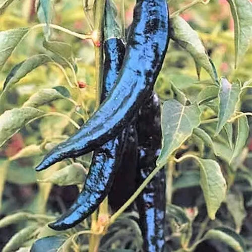 Pasilla Bajio Chilaca Pepper Seeds - Heirloom Non-GMO Capsicum annuum for Home Garden, Spicy Peppers, Salsa & Cooking
