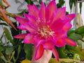 Epiphyllum San Miguel Orchid Cactus 4-Inch Pot | Tropical Houseplant for Indoor Gardens | Well-Rooted, Exotic Blooms