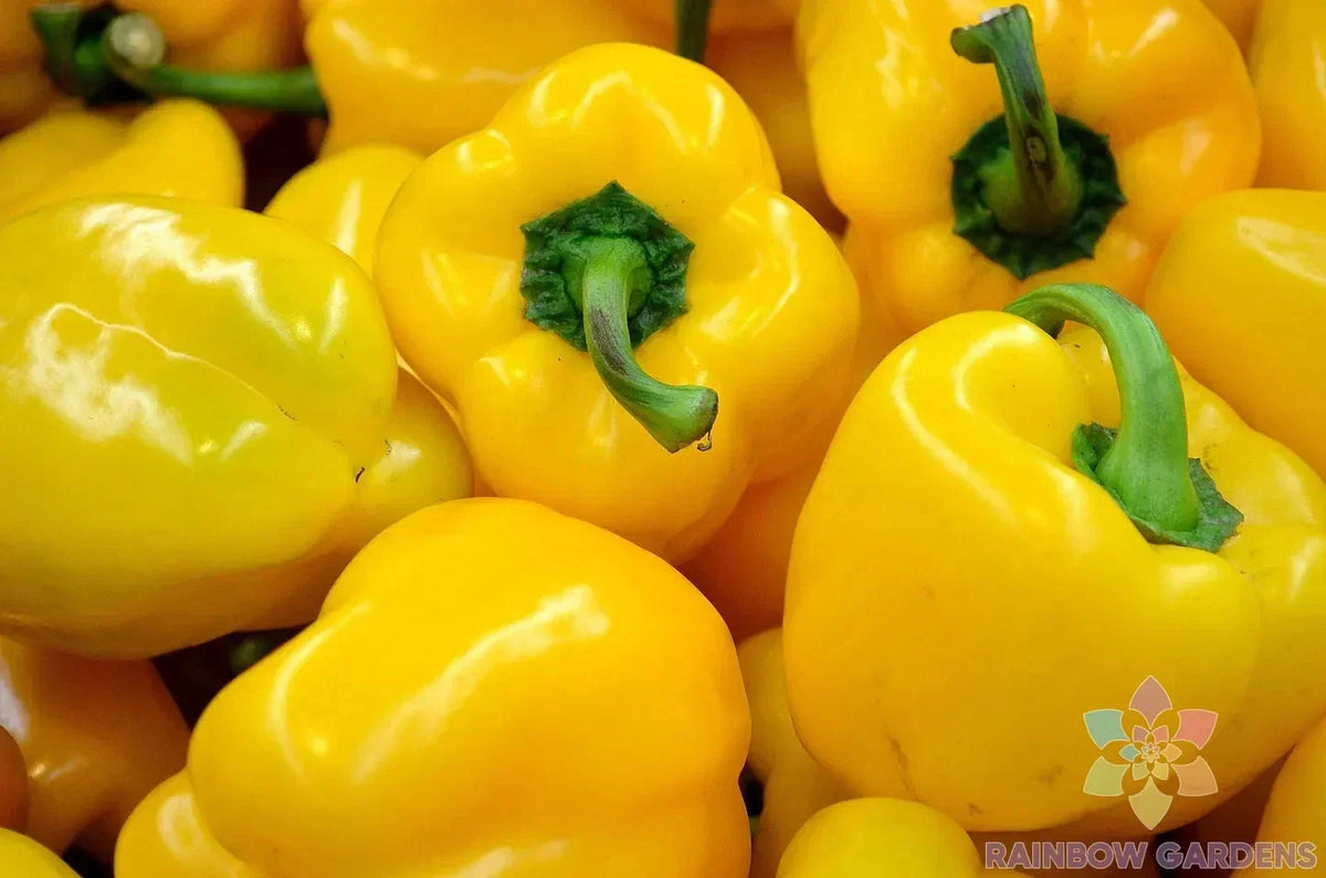Canary Bell Sweet Pepper Seeds - 25+ Non-GMO Capsicum annuum Vegetable Seeds for Garden & Container Planting