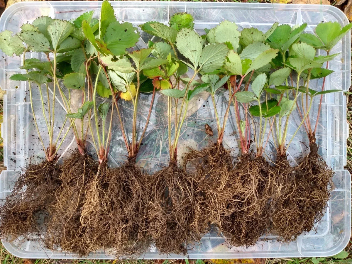 Bare Root Shuksan Strawberries - June-Bearing Organic Fragaria × ananassa Fruit Plants, Juicy Berries, Garden or Container