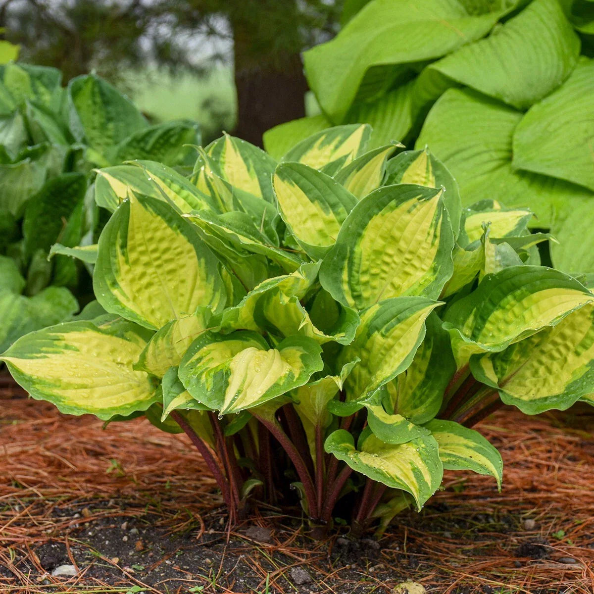 Hosta Island Breeze Perennial Plant in 5.25" Pot, Shade-Loving Variegated Foliage, Hosta hybrid