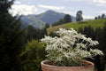 Edelweiss Herb Seeds - 200+ Leontopodium Alpinum Perennial Flower Seeds for Garden, Landscaping, Rock Gardens