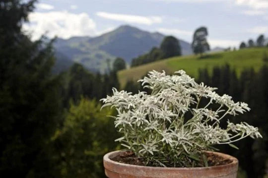 Edelweiss Herb Seeds - 200+ Leontopodium Alpinum Perennial Flower Seeds for Garden, Landscaping, Rock Gardens