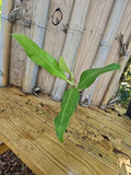 Philodendron Crassinervium Crawler Plant 3" Pot Rooted Top Cutting Indoor Houseplant Green Foliage