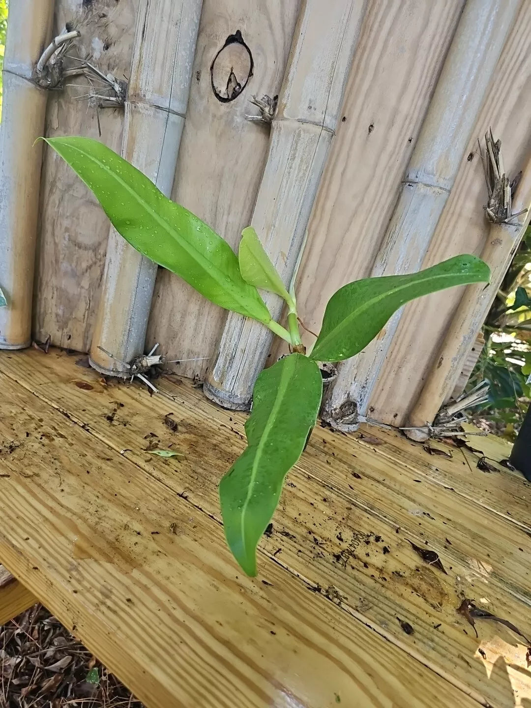 Philodendron Crassinervium Crawler Plant 3" Pot Rooted Top Cutting Indoor Houseplant Green Foliage